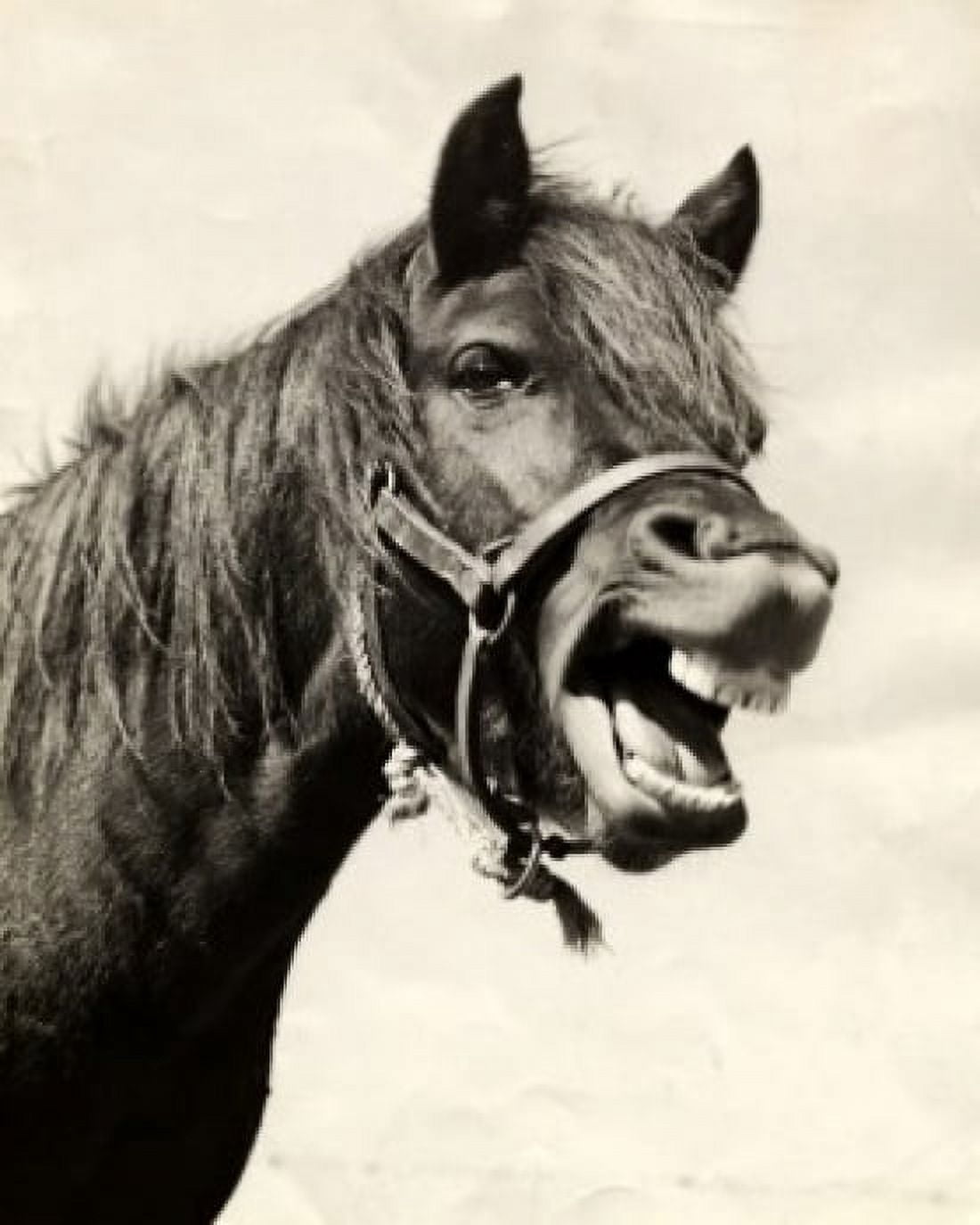 Horse neighing Canvas Art - (24 x 36)