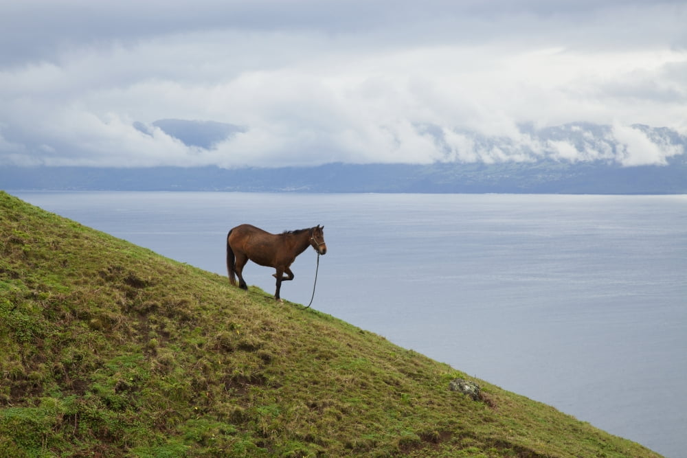 Horse on a hillside overlooking the water near Velas Sao Jorge Island Acores Portugal Canvas Art - Carl Bruemmer Design Pics (19 x 12)