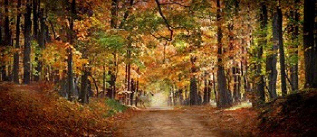 Horse running across road in fall colors Canvas Art - Panoramic Images (15 x 6)