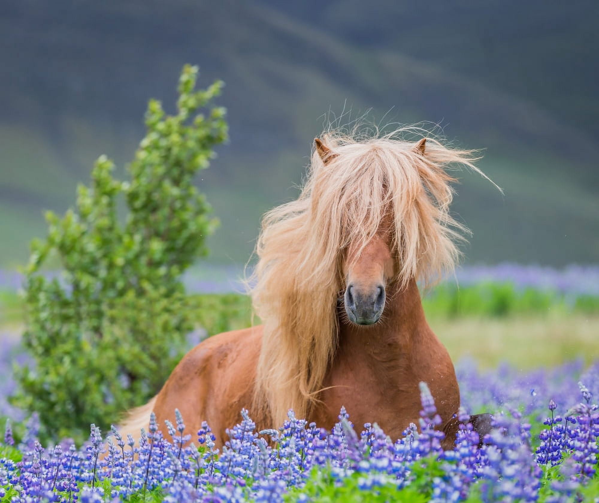 Horse running by lupines Purebred Icelandic horse in the summertime with blooming lupines Iceland Canvas Art - Panoramic Images (20 x 18)