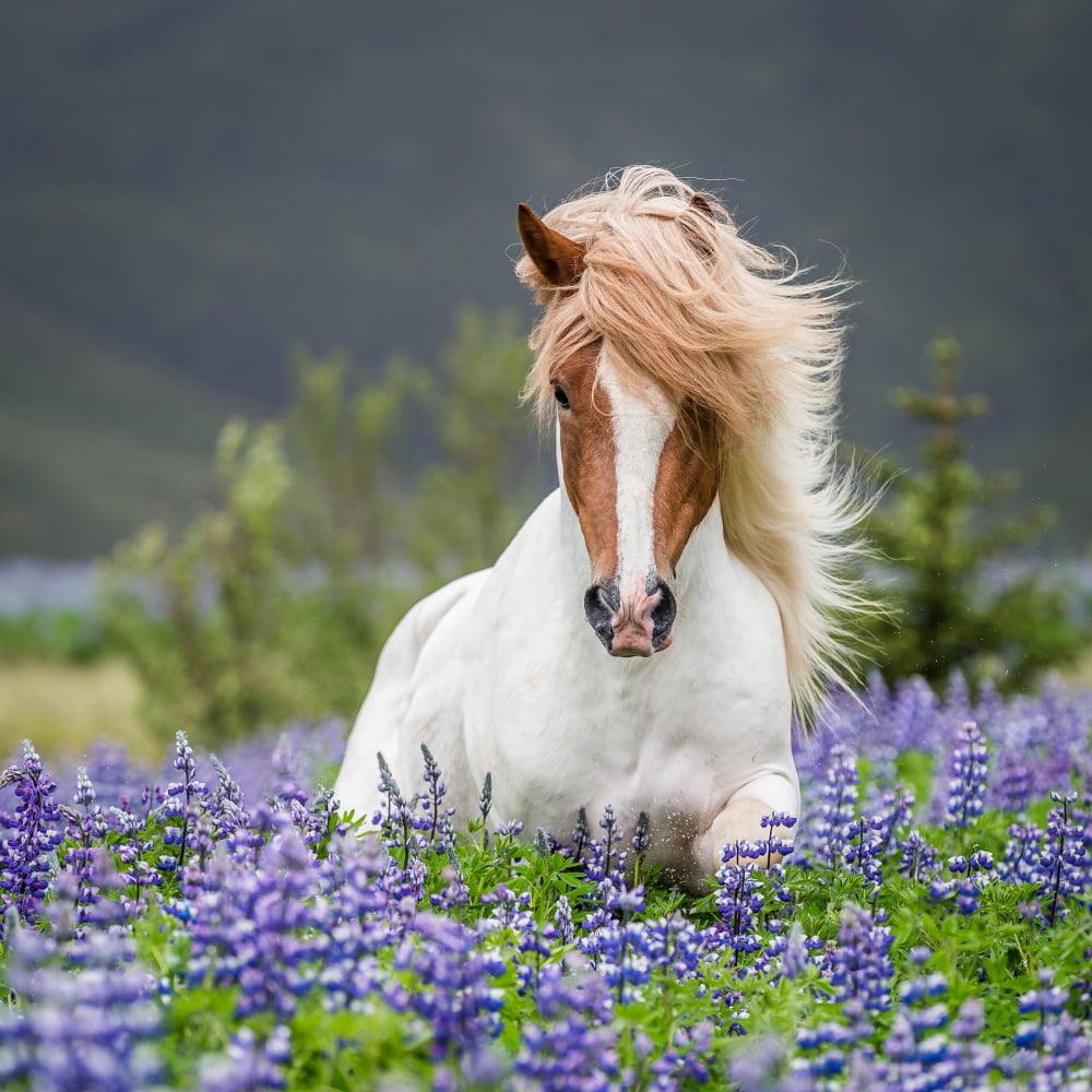 Horse running by lupines Purebred Icelandic horse in the summertime with blooming lupines Iceland Canvas Art - Panoramic Images (24 x 24)