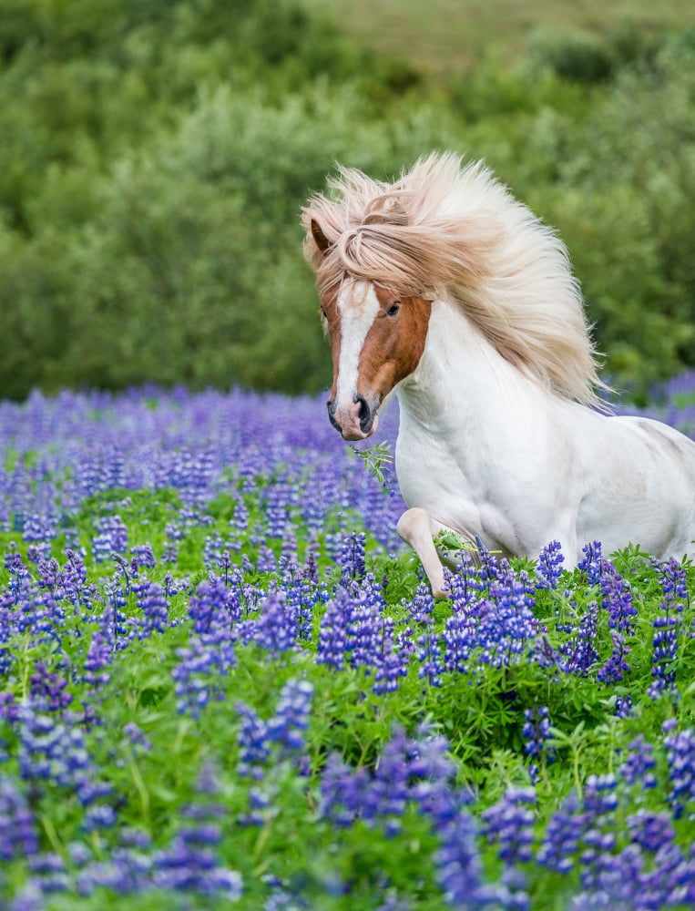 Horse running by lupines Purebred Icelandic horse in the summertime with blooming lupines Iceland Canvas Art - Panoramic Images (28 x 22)