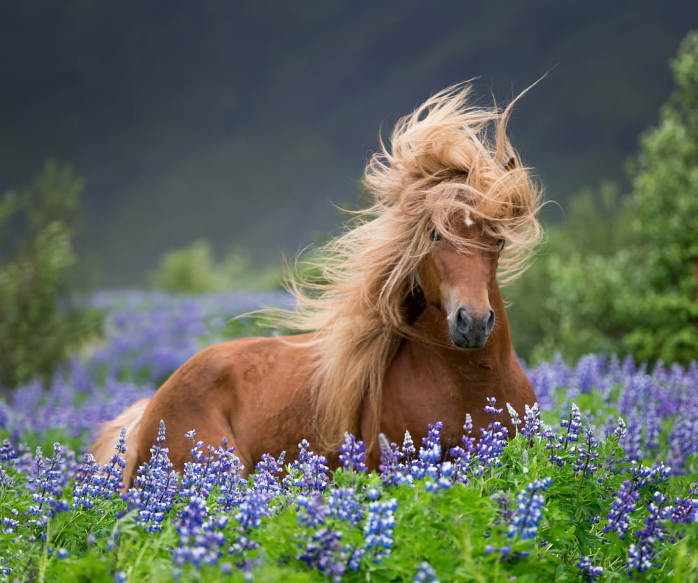 Horse running by lupines Purebred Icelandic horse in the summertime with blooming lupines Iceland Canvas Art - Panoramic Images (36 x 12)