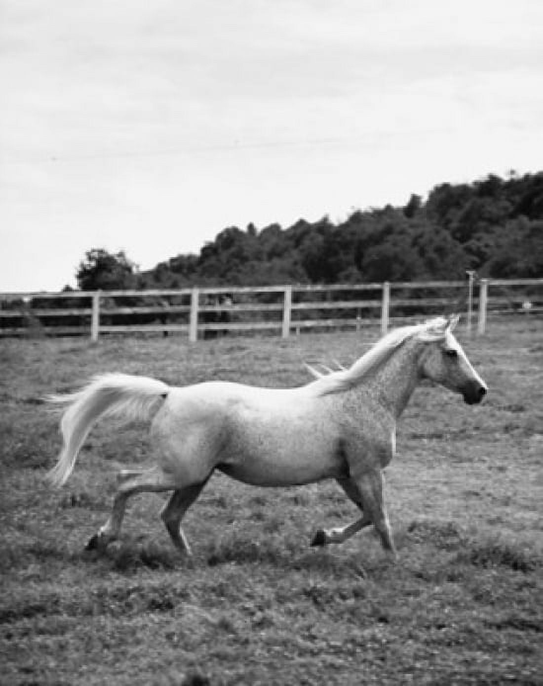 Horse running in a field Canvas Art - (18 x 24)