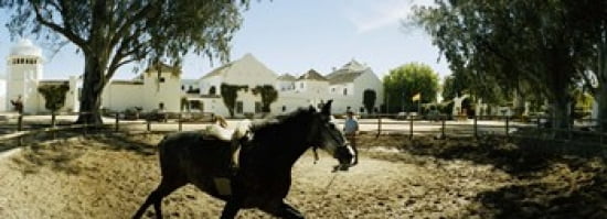 Horse running in an paddock Gerena Seville Seville Province Andalusia Spain Canvas Art - Panoramic Images (36 x 13)