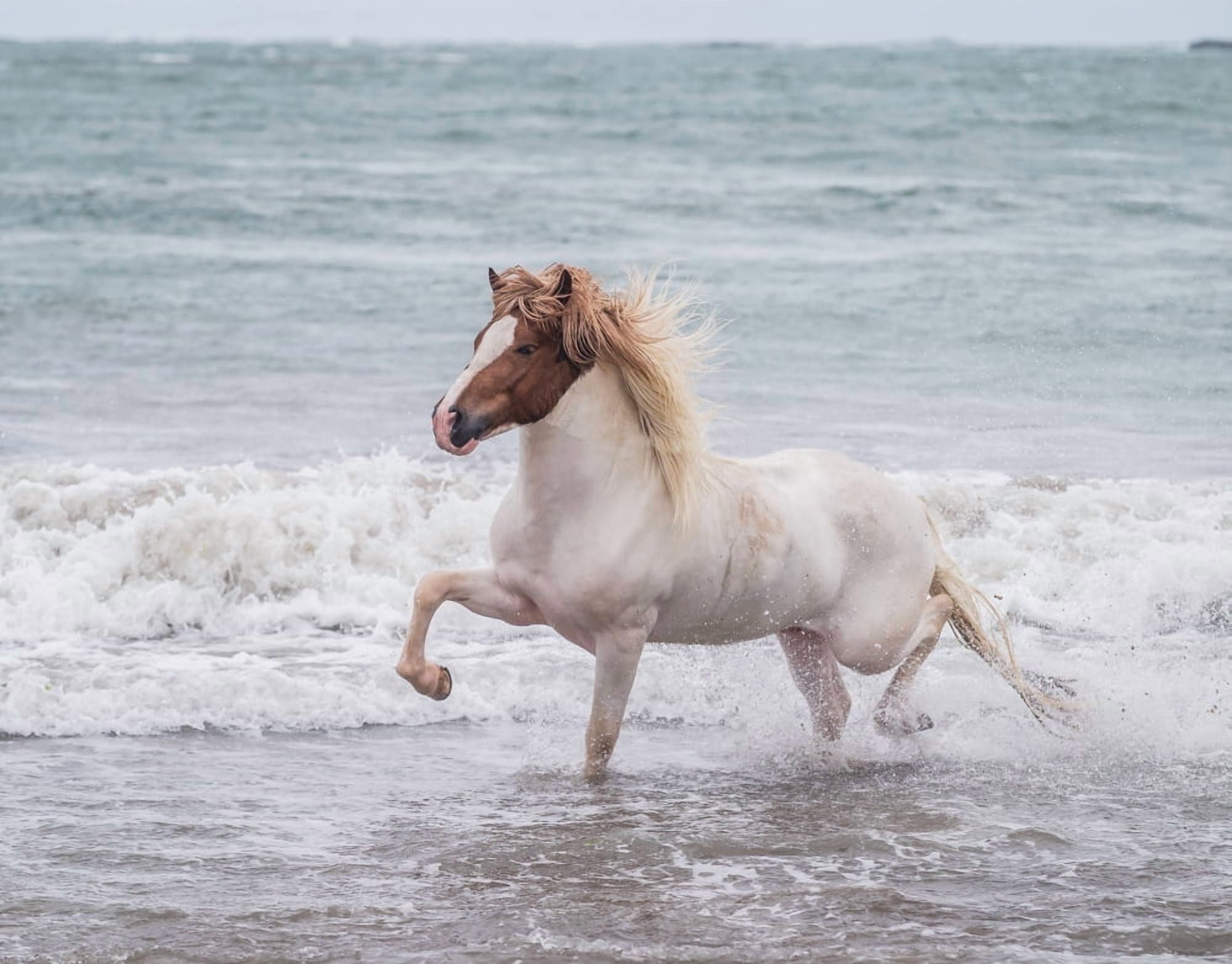Horse running on coastline Iceland Canvas Art - Panoramic Images (12 x 36)