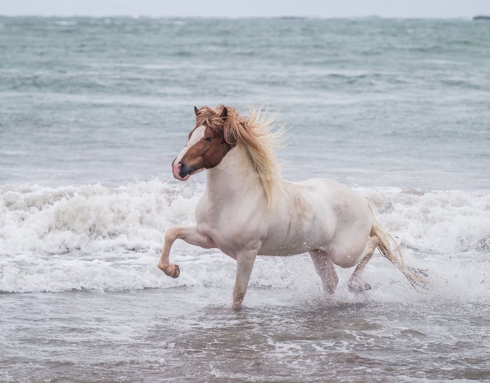Horse running on coastline Iceland Canvas Art - Panoramic Images (9 x 27)
