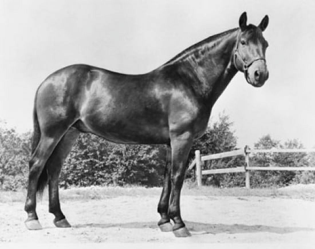 Horse standing in a field Canvas Art - (18 x 24)