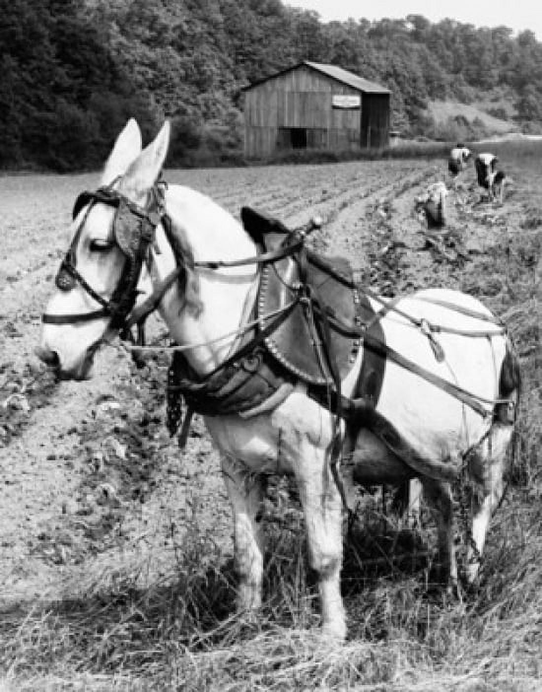 Horse standing in a field with three people planting tobacco in the background Canvas Art -  (18 x 24)