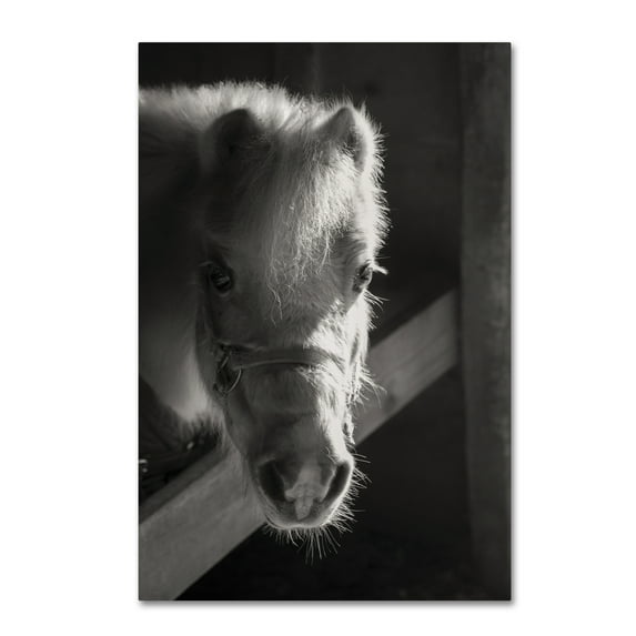 Horse with Winter Coat' Canvas Art by Thom Sivo