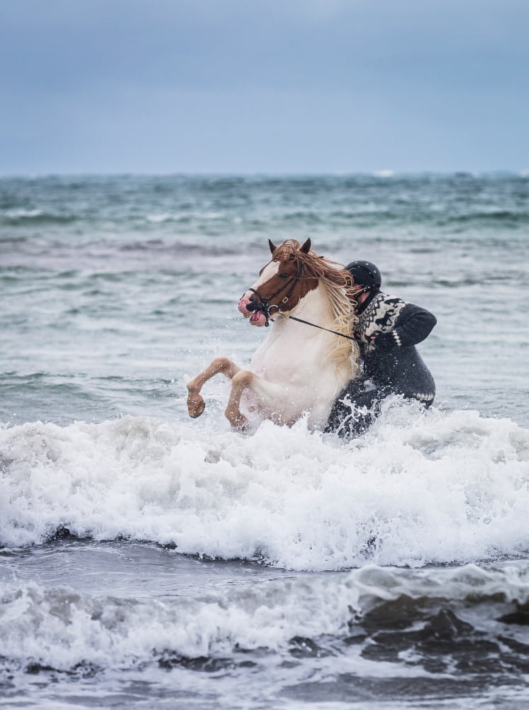 Horseback riding in the sea Icelandic horse and rider at Longufjorur beach Snaefellsnes Peninsula Iceland Canvas Art - Panoramic Images (36 x 24)