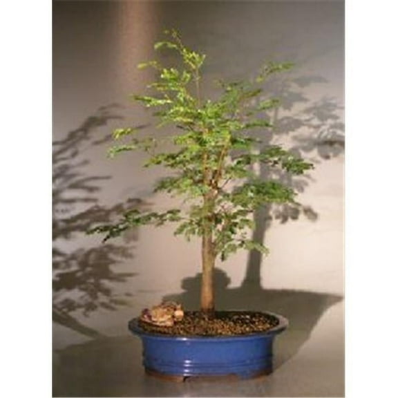 Horseflesh Mahogany Bonsai Tree - Lysiloma Sabicu - Large