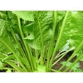 Horseradish Crowns Roots Plants Easy To Grow Hot Vigorous horseradish-crowns-roots-plants-easy-to-grow-hot-vigorous
