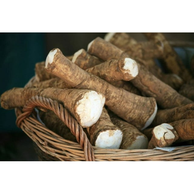 Horseradish Root, 2 pounds (Sold by Weight). Great for Planting