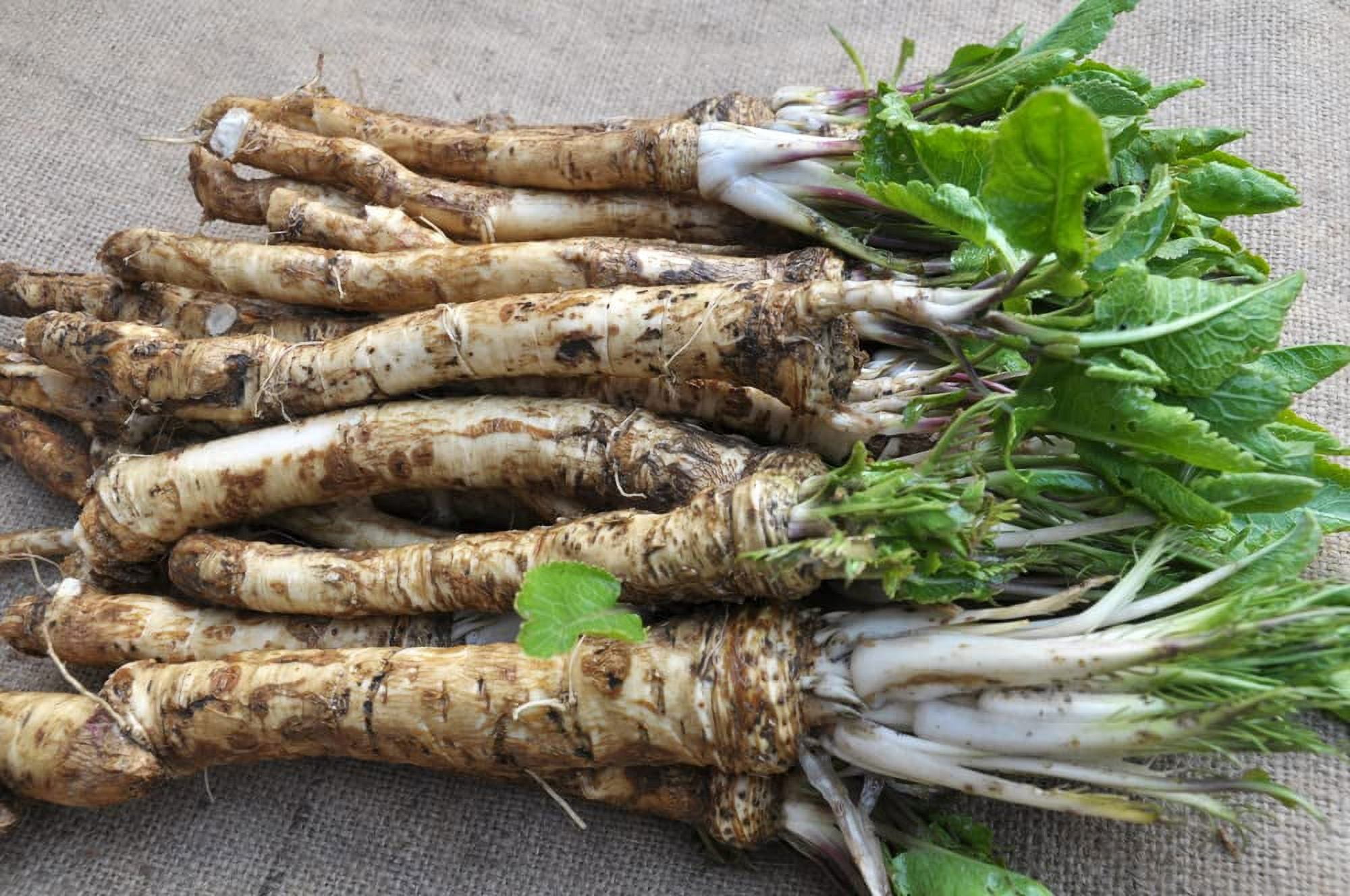 Horseradish Roots for Planting Grow Big Top Horseradish Horseradish