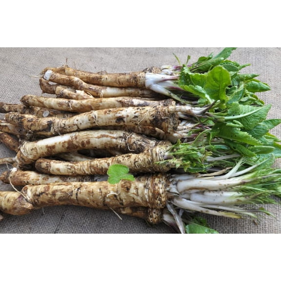 Horseradish Roots for Planting - Grow Big Top Horseradish - Horseradish Crowns Garden Plant, Large Roots (12 Roots)