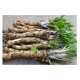 Horseradish Roots for Planting Grow Big Top Horseradish Horseradish