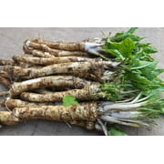 Horseradish Roots for Planting - Grow Big Top Horseradish - Horseradish Crowns Garden Plant, Large Roots (2 Roots)