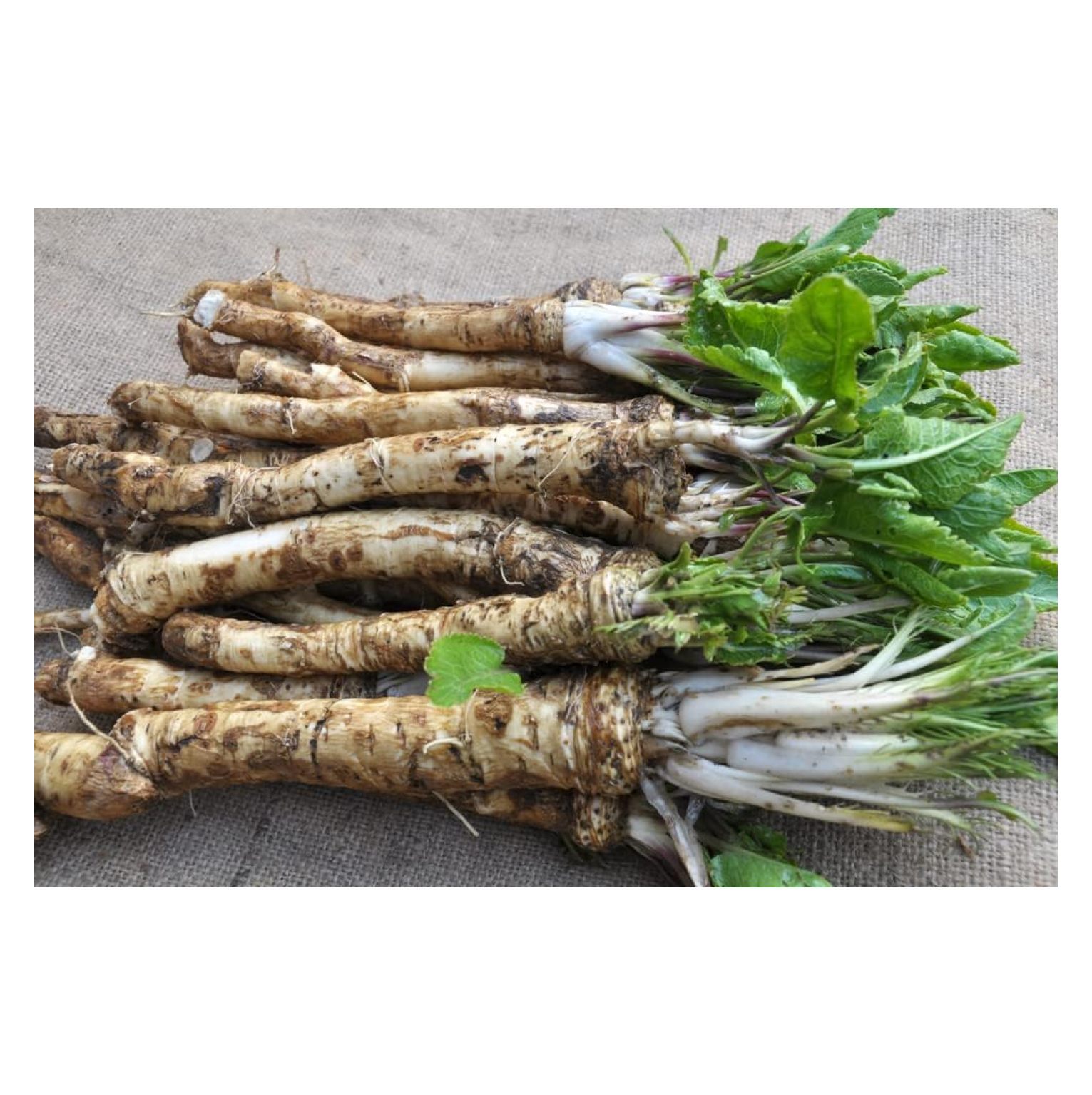 Horseradish Roots for Planting Grow Big Top Horseradish Horseradish