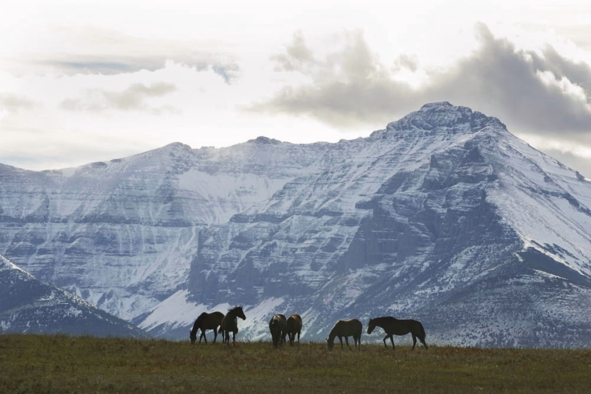 Horses And Mountains Southern Alberta Canvas Art - Benjamin Rondel Design Pics (17 x 11)