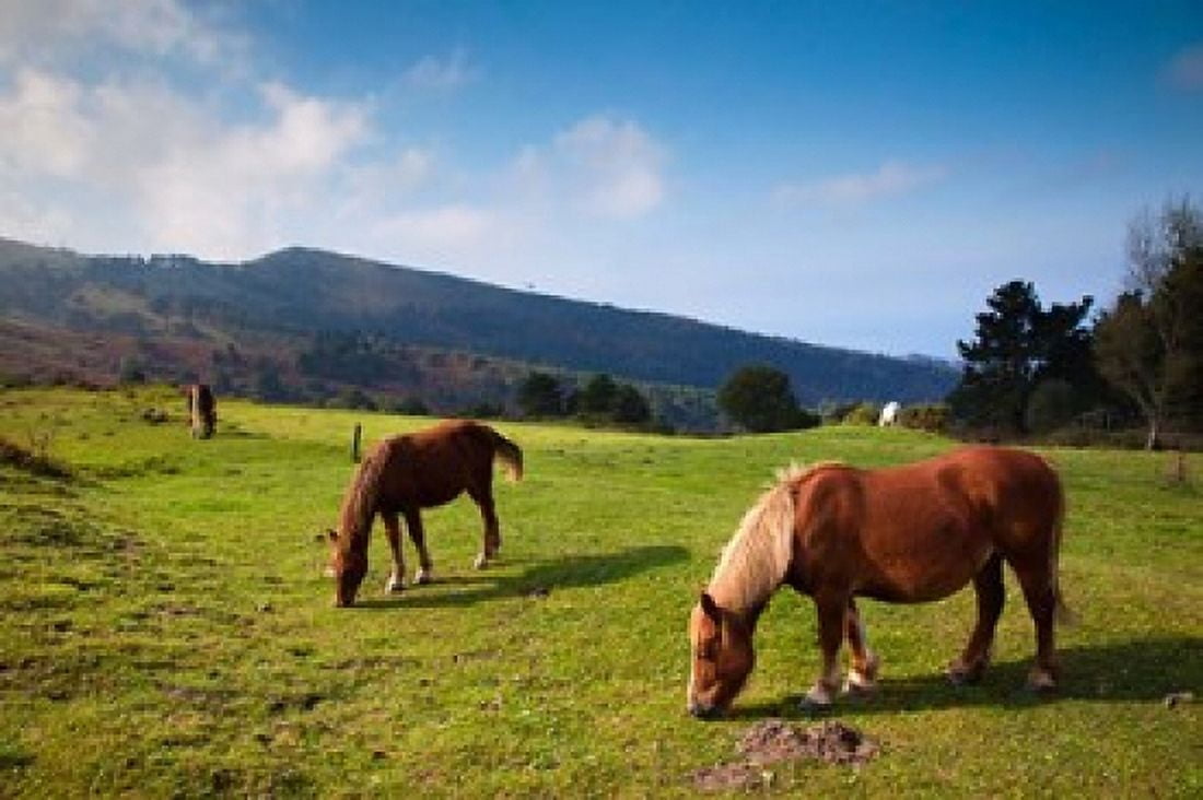 Horses By Jaizkibel Road Hondarribia Spain Canvas Art - Walter Bibikow DanitaDelimont (37 x 25)