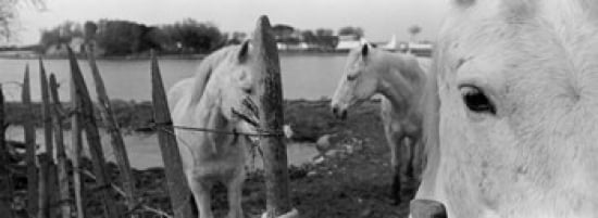 Horses Camargue France Canvas Art - Panoramic Images (36 x 13)