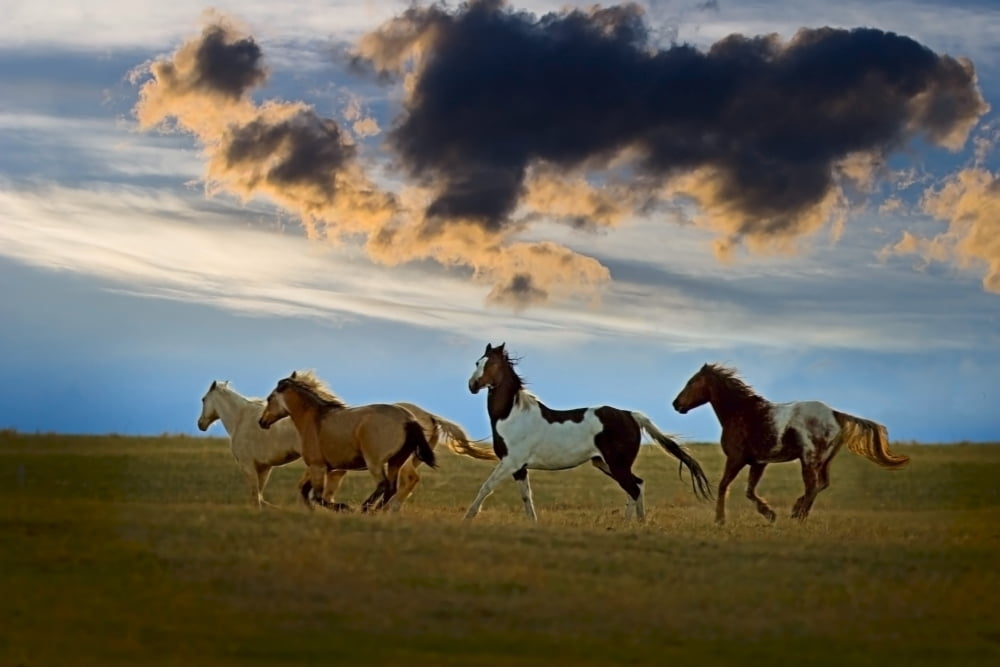 Horses Galloping Canvas Art - Richard Wear Design Pics (17 x 11)