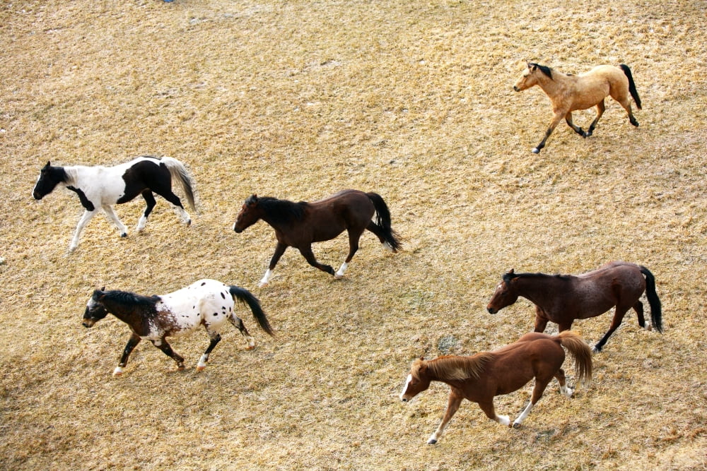 Horses Galloping Canvas Art - Richard Wear Design Pics (34 x 22)