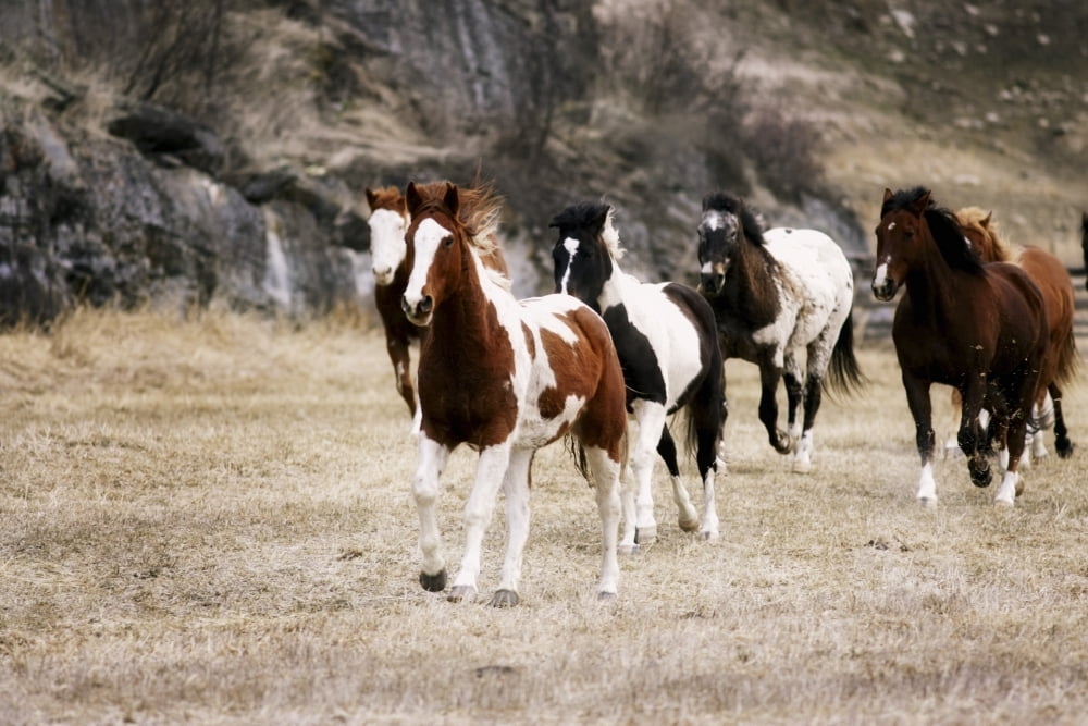Horses Galloping In A Field Canvas Art - Richard Wear Design Pics (34 x 22)