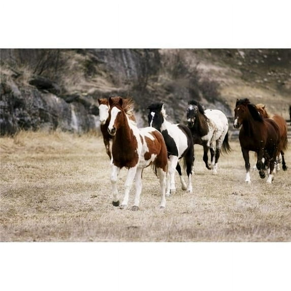 Horses Galloping In A Field Poster Print