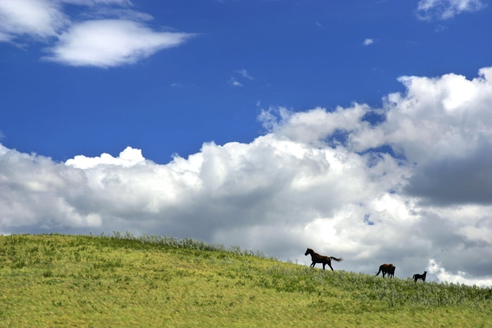 Horses Galloping On Hill Canvas Art - Richard Wear Design Pics (17 x 11)