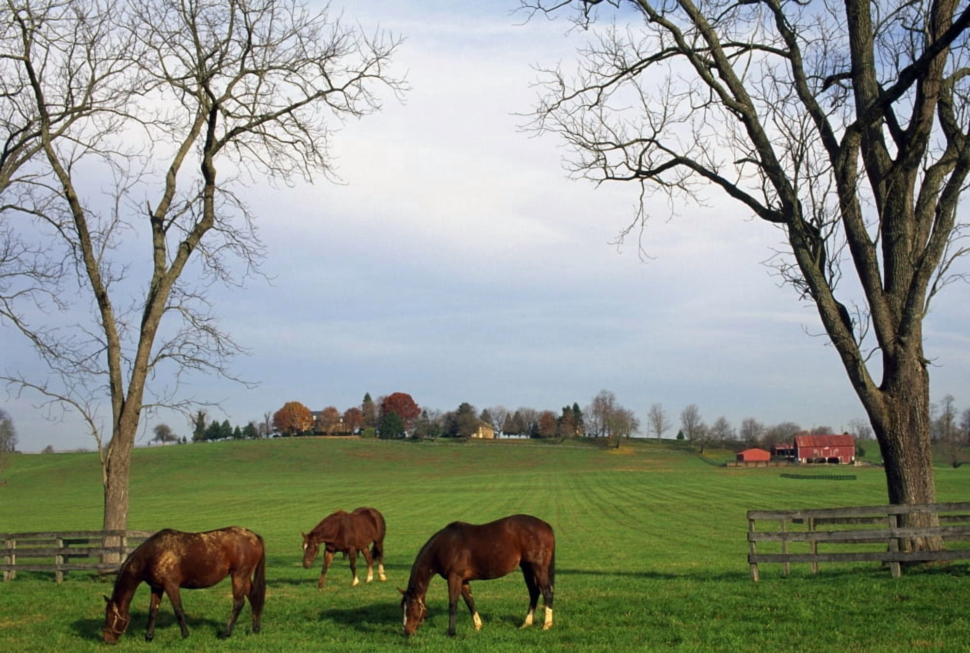 Horses Grazing Canvas Art - Natural Selection Tony Sweet Design Pics (36 x 24)