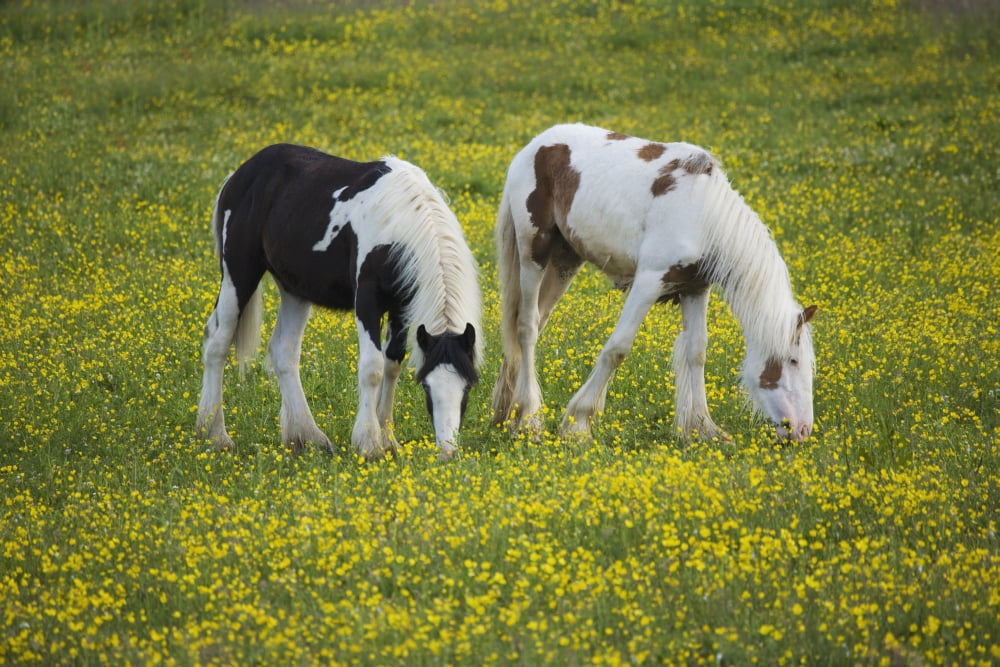 Horses Grazing County Tyrone Ireland Canvas Art - Gareth McCormack Design Pics (19 x 12)