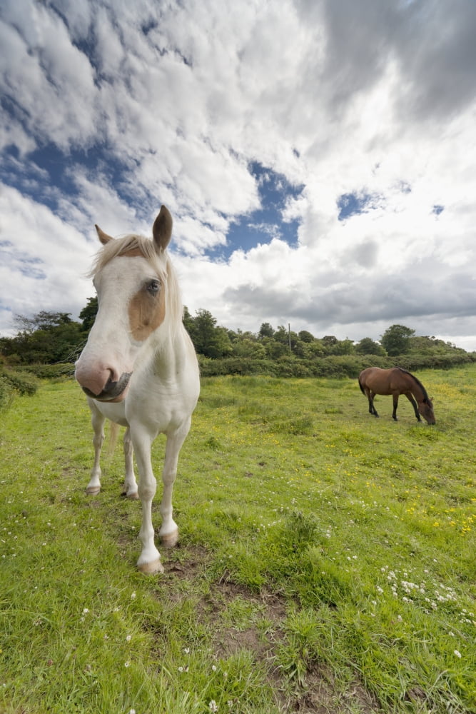 Horses Grazing In A Field Northumberland England Canvas Art - John Short Design Pics (12 x 19)
