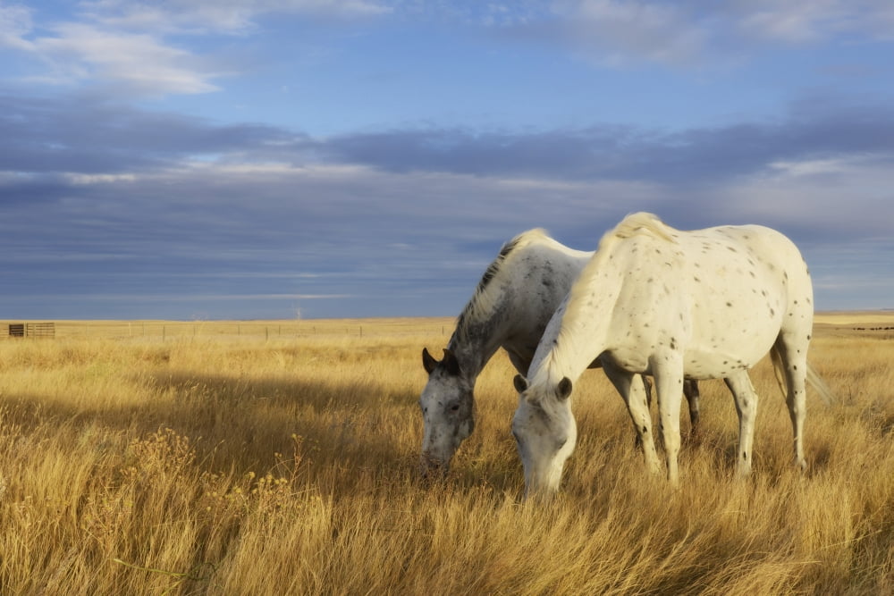 Horses Grazing In Cypress Hills Provincial ParkAlberta Canada Canvas Art - Peter Carroll Design Pics (38 x 24)