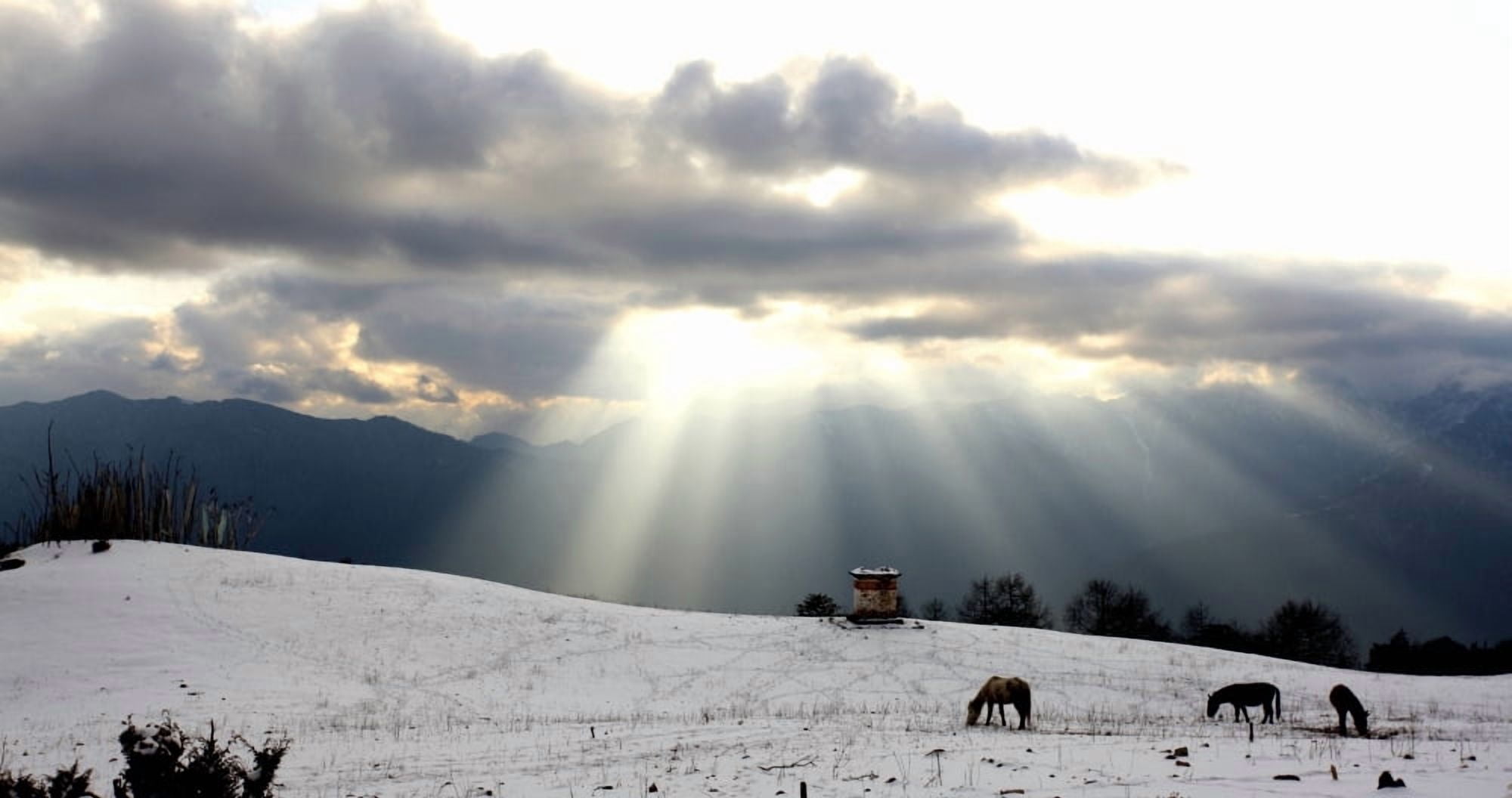 Horses Grazing In Field In Himalayas At Sunset Canvas Art - Chris Caldicott Design Pics (20 x 10)