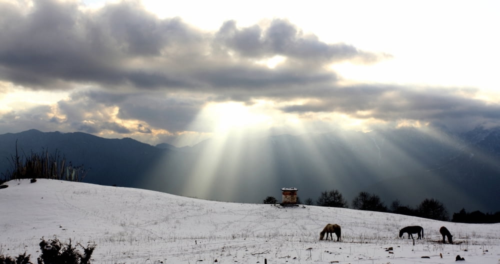 Horses Grazing In Field In Himalayas At Sunset Canvas Art - Chris Caldicott Design Pics (40 x 20)