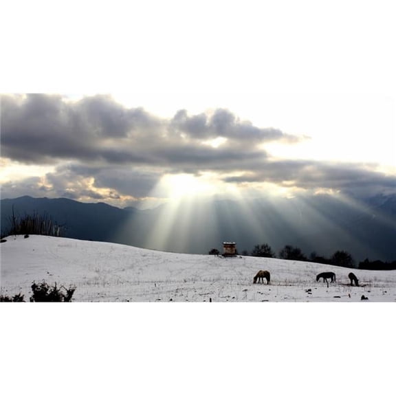 Horses Grazing In Field In Himalayas At Sunset Poster Print, 40 x 20 - Large