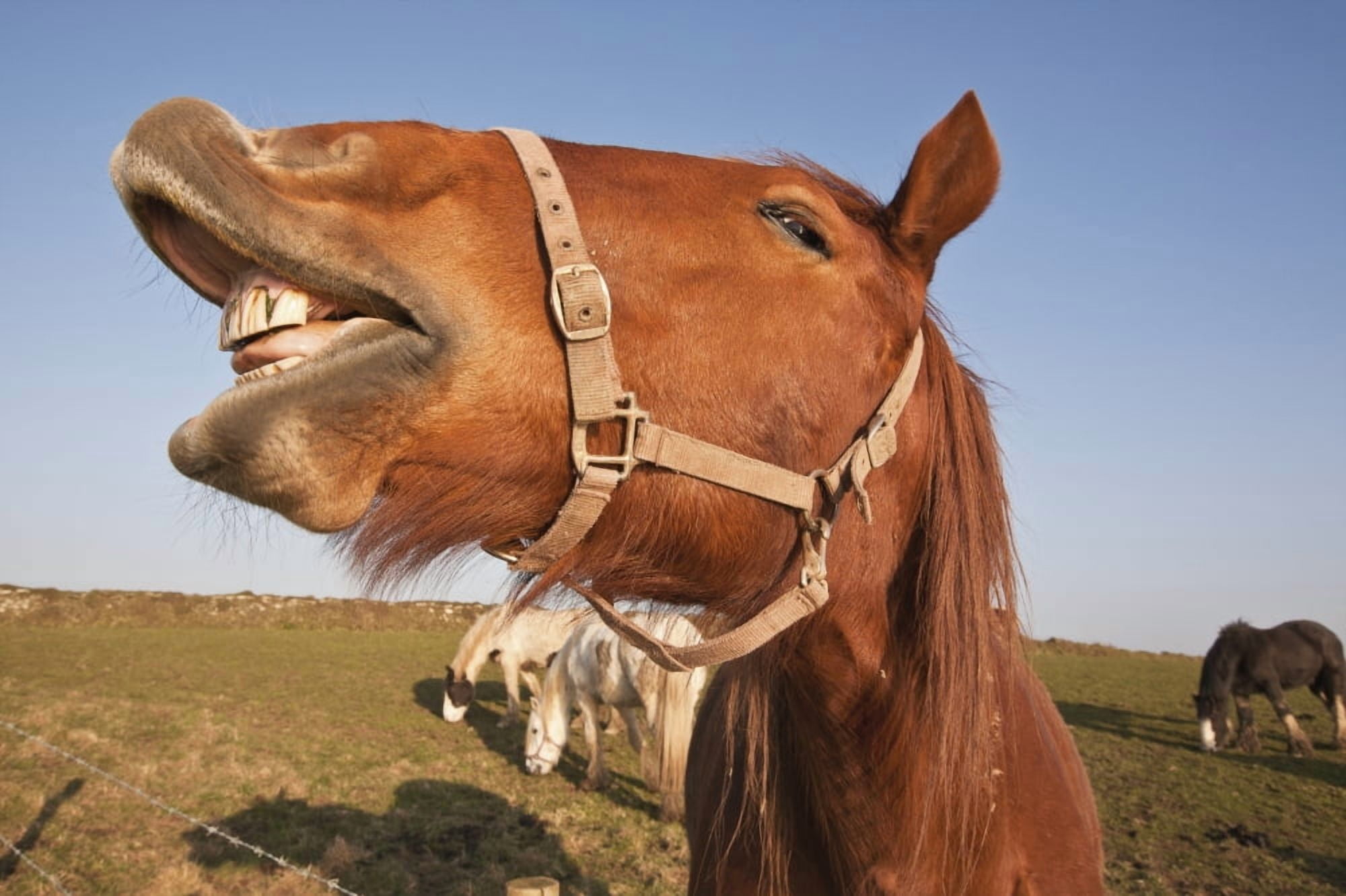 Horses Grazing In Field With Mouth Open Pembrokeshire Coastal Path Wales United Kingdom Canvas Art - Paul Quayle Design Pics (19 x 12)