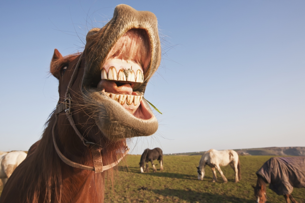 Horses Grazing In Field With Mouth Open Pembrokeshire Coastal Path Wales United Kingdom Canvas Art - Paul Quayle Design Pics (19 x 12)