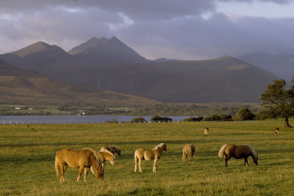 Horses Grazing Macgillycuddys Reeks Killarney National Park County Kerry Ireland Canvas Art - The Irish Image Collection Design Pics (19 x 12)