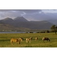 thumbnail image 1 of Horses Grazing  Macgillycuddys Reeks  Killarney National Park  County Kerry  Ireland Poster Print, 1 of 2