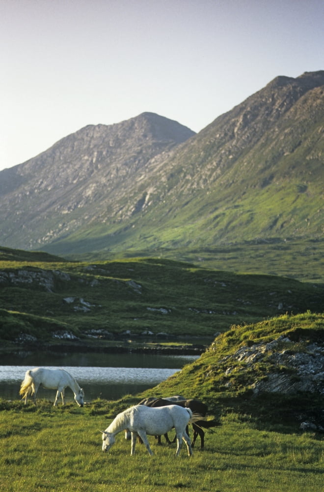 Horses Grazing On A Landscape County Kerry Republic Of Ireland Canvas Art - The Irish Image Collection Design Pics (11 x 17)