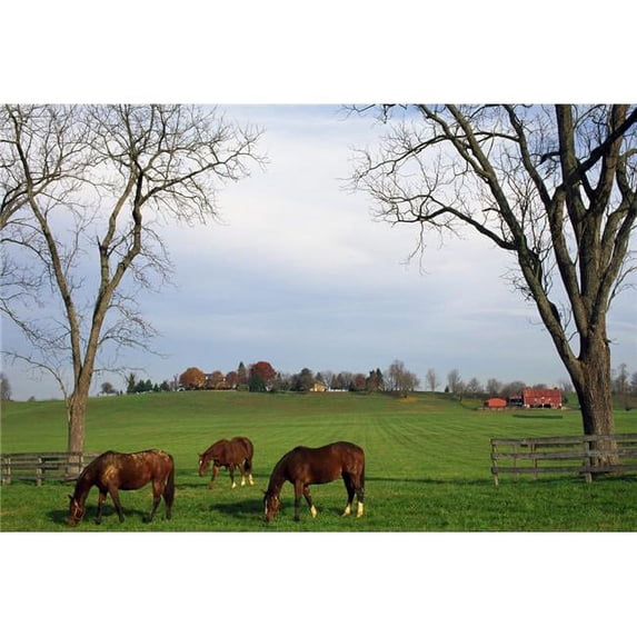 Horses Grazing Poster Print by Natural Selection Tony Sweet, 36 x 24 - Large