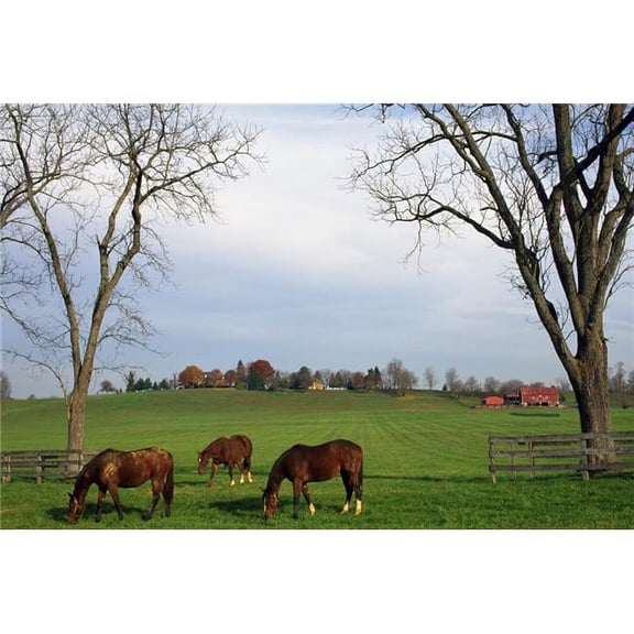Horses Grazing Poster Print by Natural Selection Tony Sweet, 36 x 24 - Large