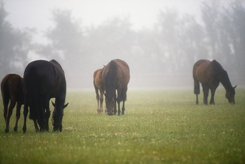 Horses Horses Grazing In The Mist Canvas Art - The Irish Image Collection Design Pics (36 x 24)