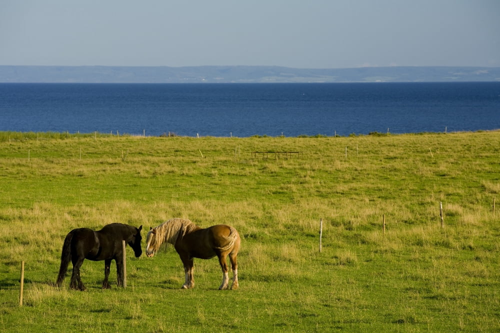 Horses In A Field Guernsey Cove Prince Edward Island Canvas Art - John Sylvester Design Pics (17 x 11)