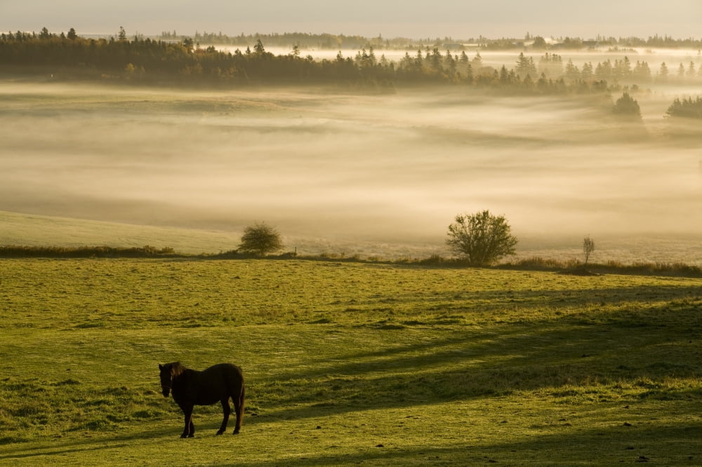 Horses In The Morning Mist North Wiltshire Prince Edward Island Canvas Art - John Sylvester Design Pics (17 x 11)
