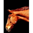 thumbnail image 1 of Horses (Paperback), 1 of 1