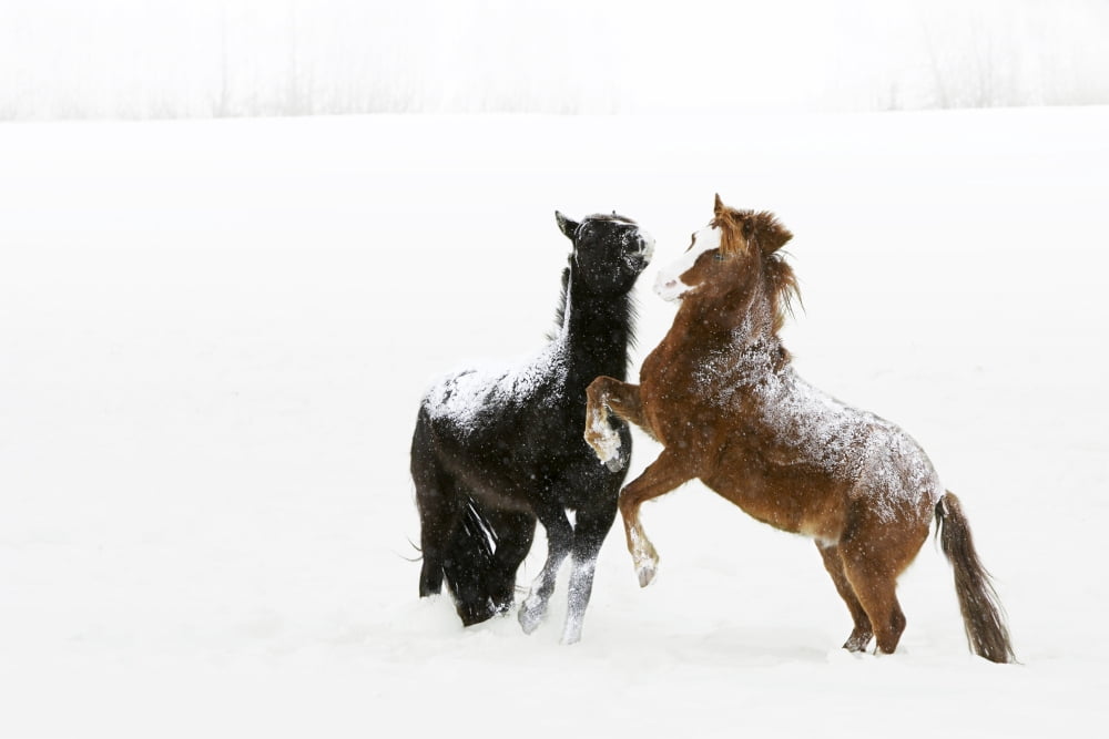 Horses Prancing In The Snow Canvas Art - Richard Wear Design Pics (34 x 22)